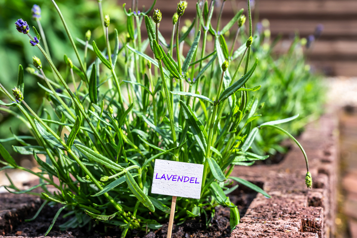 Ausbleibende Blüte - was tun
