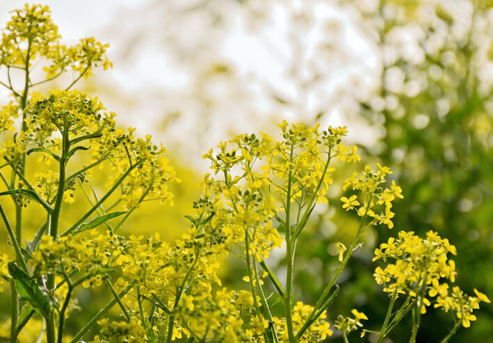 Aussaat und Pflege von Senf