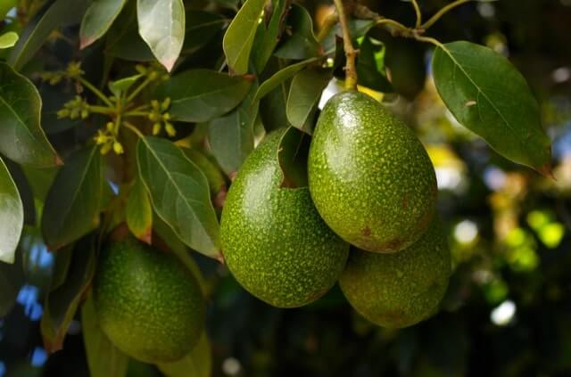 Avocado - Tipps zur Pflege
