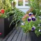 Balkonkasten mit Blumen für den Sommer bepflanzen