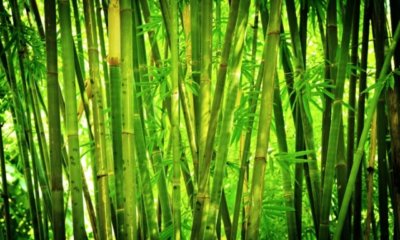Bambus Krankheiten behandeln