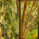 Bambus bekommt braune Blätter - was tun