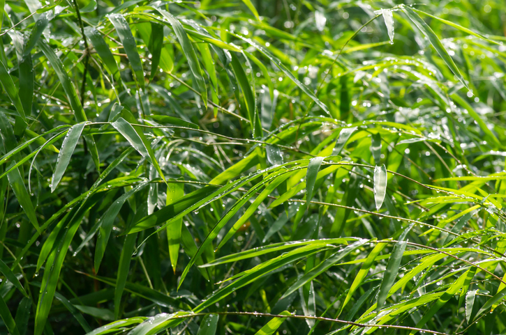 Bambus richtig gießen