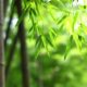 Bambus verliert Blätter - was tun