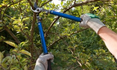 Baum kürzen - wann und wie wird's gemacht