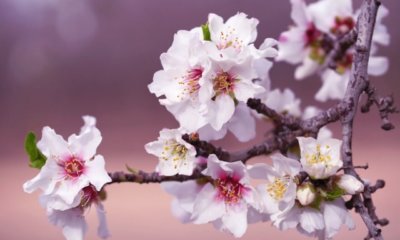 Baum mit weißen Blüten - die schönsten Arten im Überblick