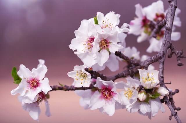Baum mit weißen Blüten - die schönsten Arten im Überblick