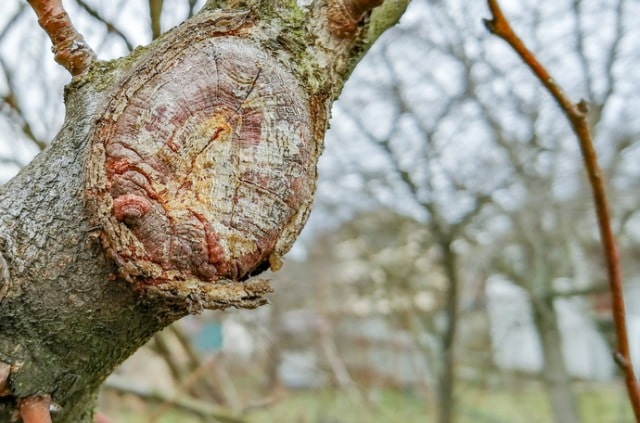 Baumstamm versiegeln