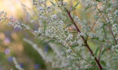 Beifuß sammeln und trocknen