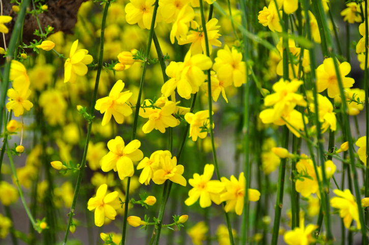 Bekannte Arten des Jasmin