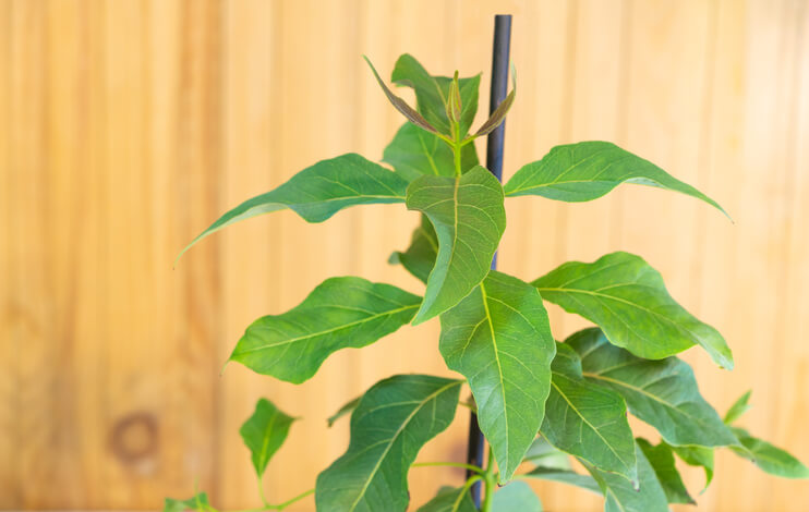 Benötigt der Eukalyptus einen Rückschnitt