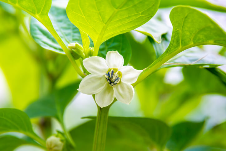 Bestäuben sich Chili-Pflanzen nicht selbst