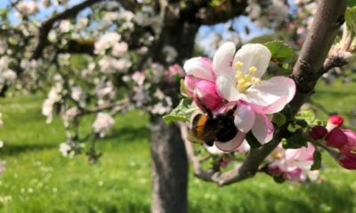 Bestäubung beim Apfelbaum - natürliche und künstliche Methoden