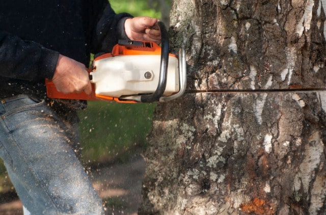 Birke fällen - das sollten Sie beachten!