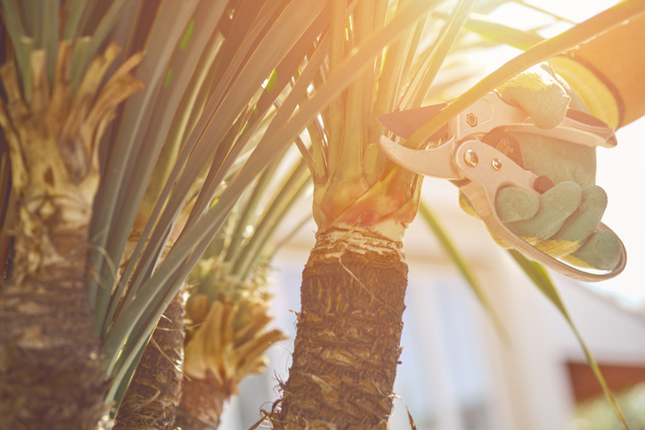 Blätter der Yucca abschneiden