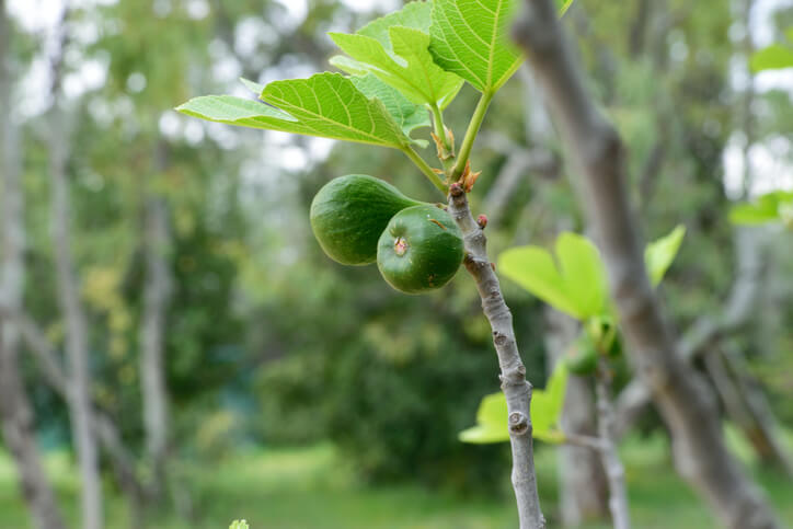 Blattabwurf durch Nährstoffmangel