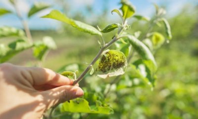 Blattläuse am Obstbaum bekämpfen