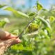 Blattläuse am Obstbaum bekämpfen