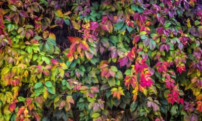Blumen als Sichtschutz - diese Pflanzen eignen sich