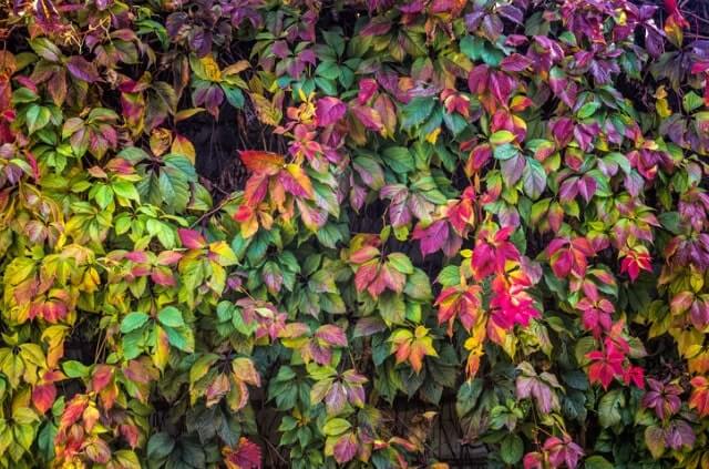 Blumen als Sichtschutz - diese Pflanzen eignen sich