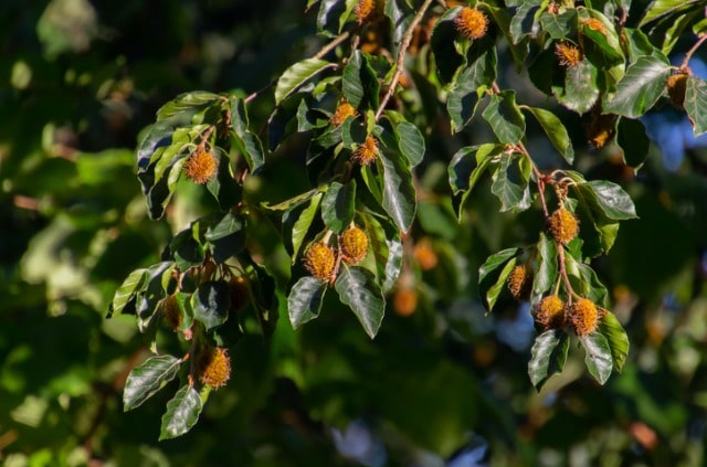 Blutbuche - worauf sollte beim Schnitt geachtet werden