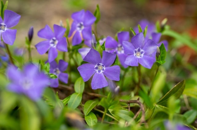 Bodendecker entfernen - Tipps und Tricks