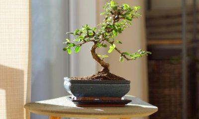 Bonsai Feigenbaum Pflege