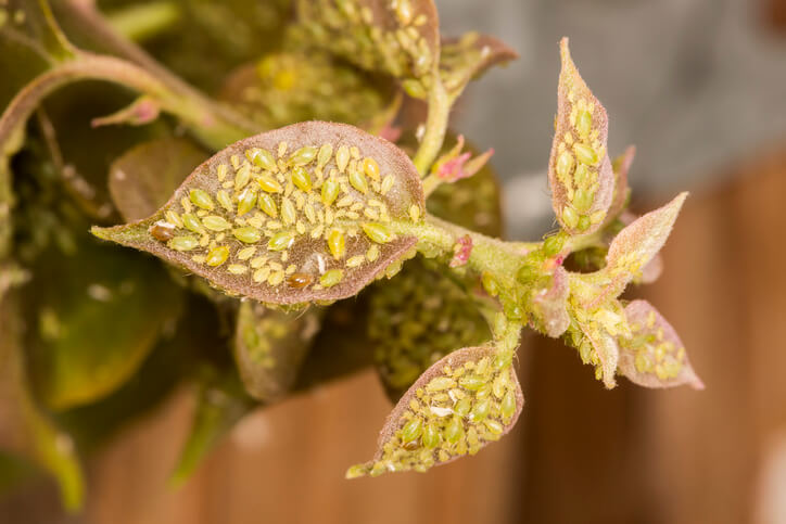 Bougainvillea Krankheiten und Schädlinge