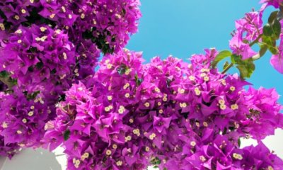 Bougainvillea auf dem Balkon halten