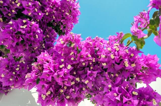 Bougainvillea auf dem Balkon halten