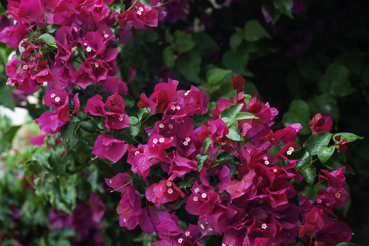 Bougainvillea im Kübel pflegen