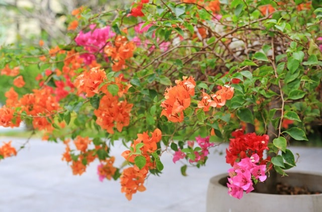 Bougainvillea im Topf halten