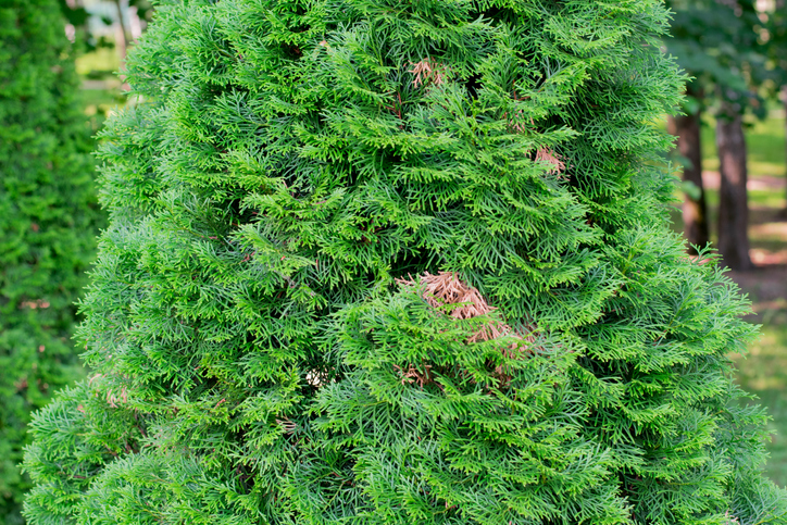 Braunfärbung durch Trockenheit