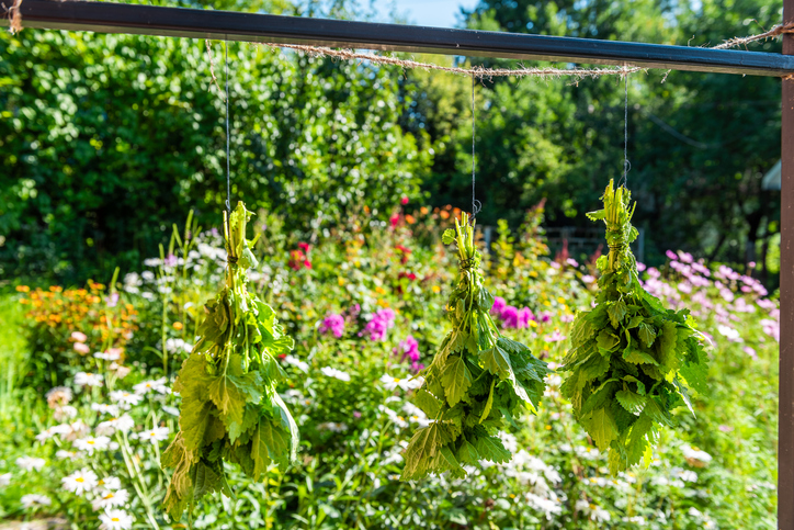 Brennnesseln ernten und trocknen