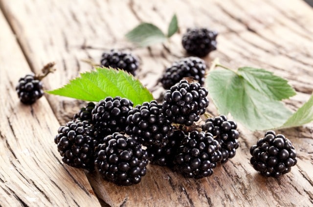 Brombeeren sammeln - Zeitpunkt und Tipps
