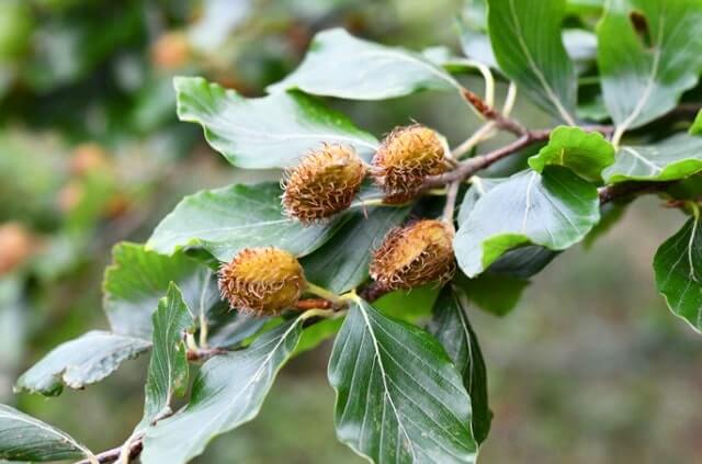 Buche - Krankheiten und Schädlinge rechtzeitig bekämpfen