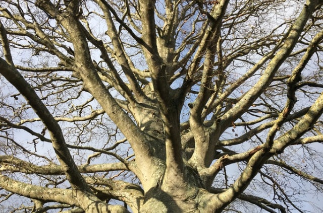 Buche im Herbst pflegen und schneiden