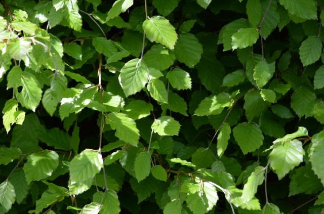 Buchenhecke entfernen - so funktioniert es!