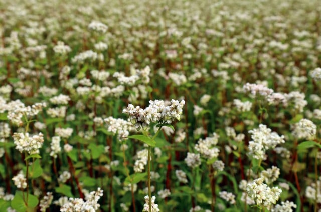 Buchweizen anbauen - eine einfache Anleitung