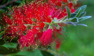 Callistemon richtig pflegen