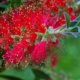 Callistemon richtig pflegen