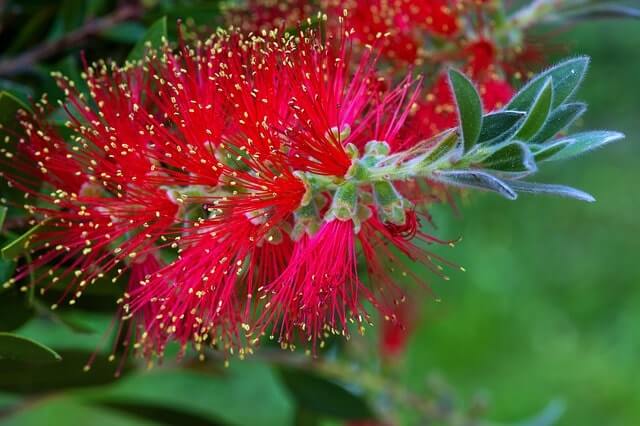 Callistemon richtig pflegen