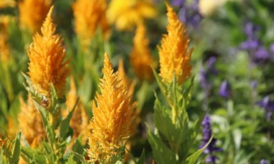 Celosia richtig pflegen