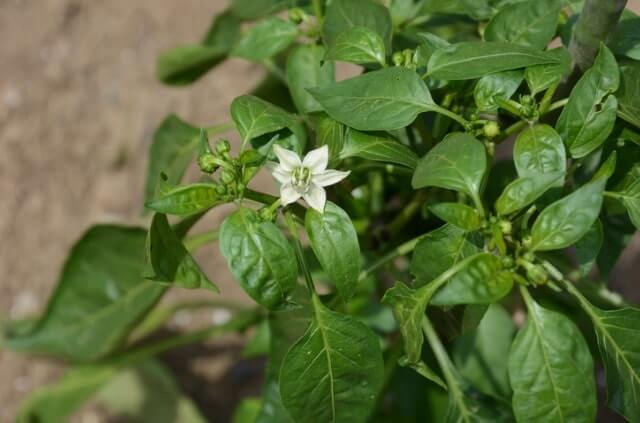 Chili richtig bestäuben