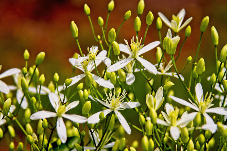 Clematis Samen aussäen und keimen lassen