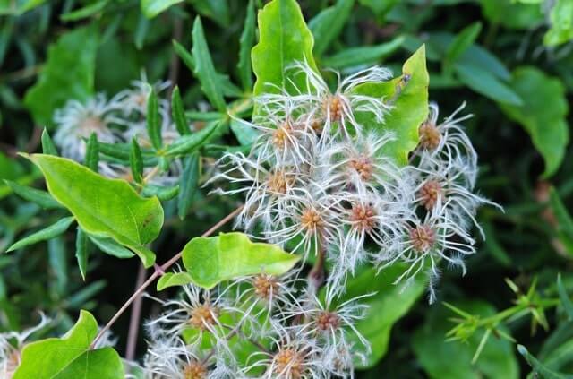 Clematis Samen säen und keimen lassen