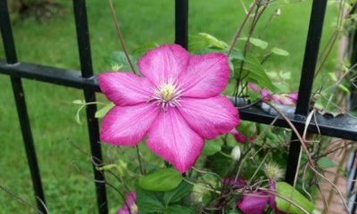 Clematis blüht nicht - was tun