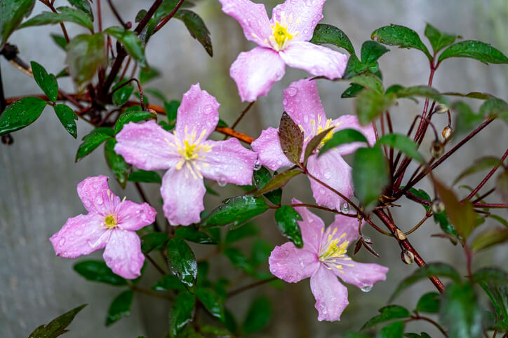 Clematis gießen - die passende Wasserversorgung