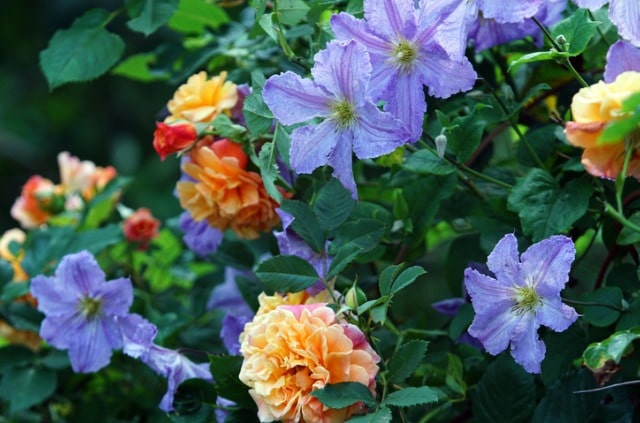 Clematis kombinieren mit anderen Pflanzen