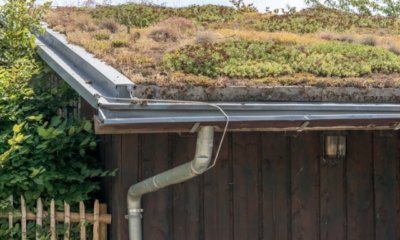 Dach bepflanzen - welche Pflanzen passen am besten